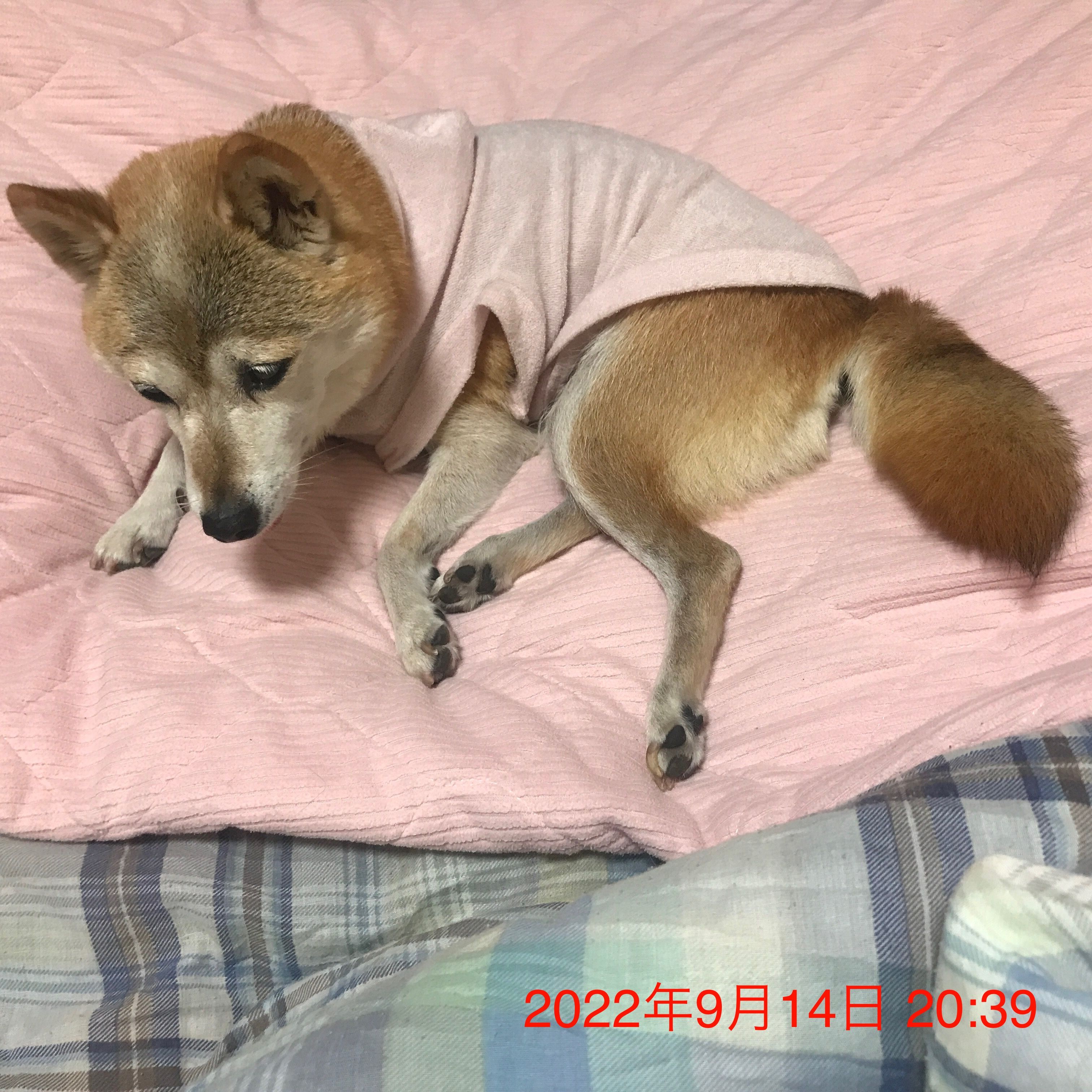 小まめ