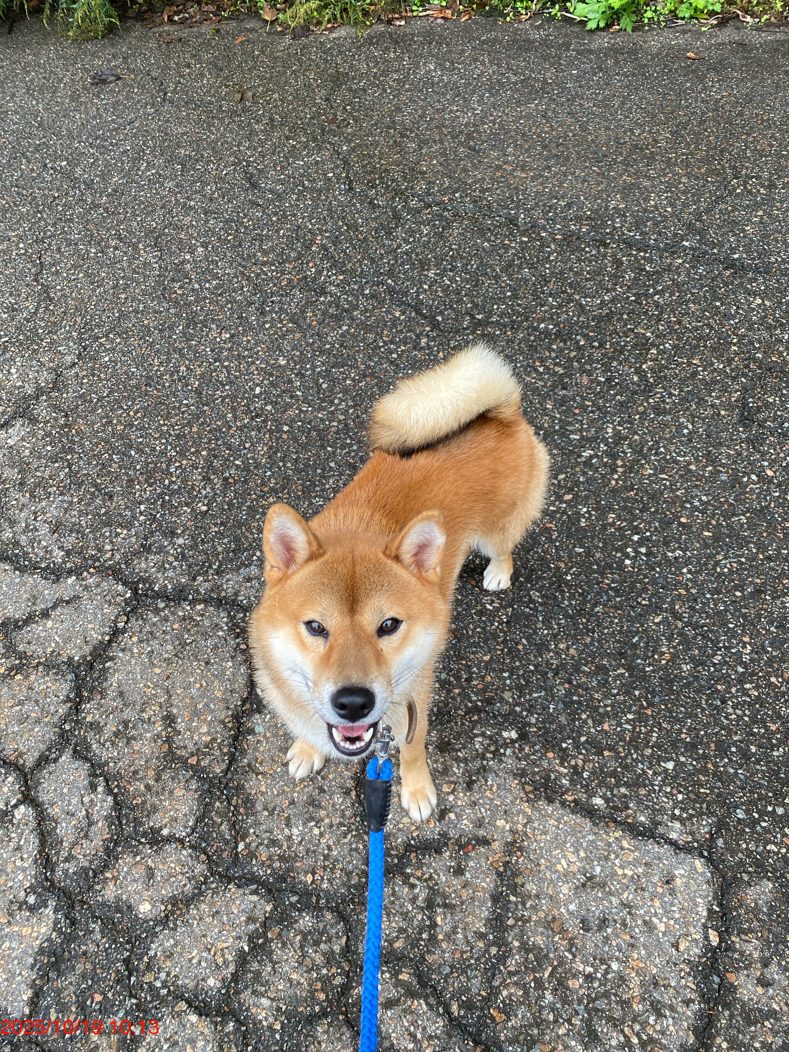 愛犬の写真